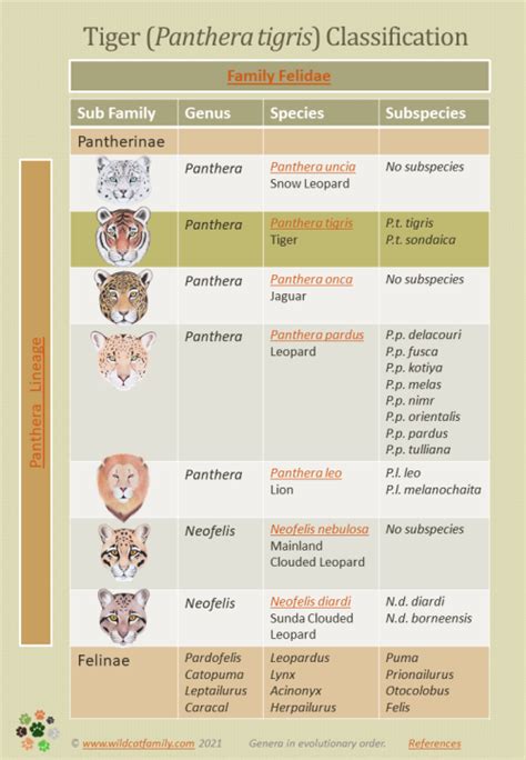 panthera tigris taxonomy.